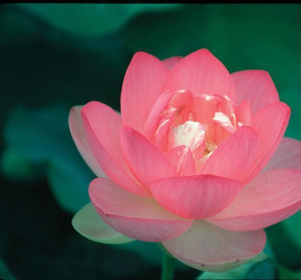 Charleston Aquatic Nurseries Pond Plants Charleston Mrs. Perry D. Slocum - Lotus