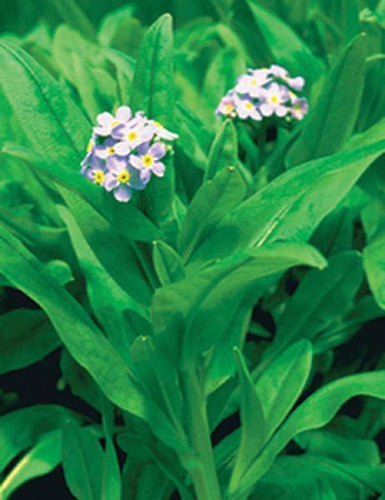 Charleston Aquatic Nurseries Pond Plants Charleston Myosotis scirpoides (Water forget-me-nots) Shallow Water Plant
