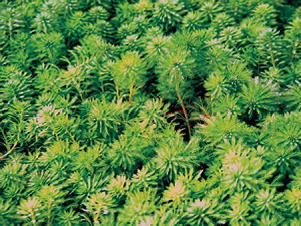 Charleston Aquatic Nurseries Pond Plants Charleston Myriophyllum aquaticum