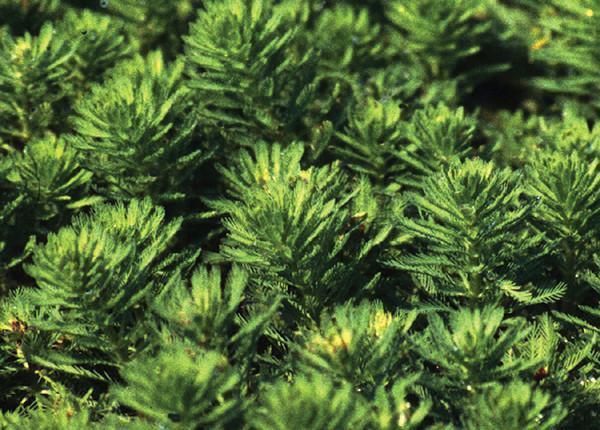 Charleston Aquatic Nurseries Pond Plants Charleston Myriophyllum aquaticum (Parrots feather)