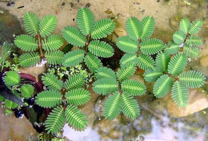 Charleston Aquatic Nurseries Pond Plants Charleston Neptunia aquatica (Sensitive fern)