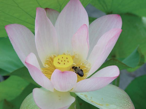 Charleston Aquatic Nurseries Pond Plants Charleston Nucifera - Lotus