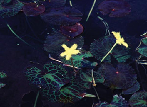 Charleston Aquatic Nurseries Pond Plants Charleston Nymphoides geminata