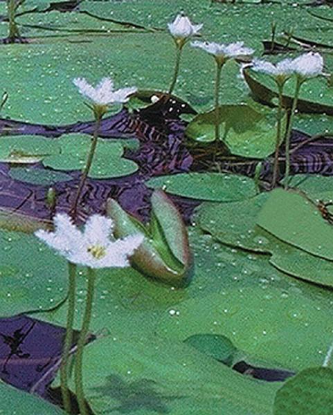 Charleston Aquatic Nurseries Pond Plants Charleston Nymphoides indica