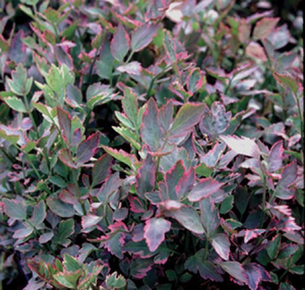 Charleston Aquatic Nurseries Pond Plants Charleston Oenanthe javanica Flamingo (Variegated water celery)