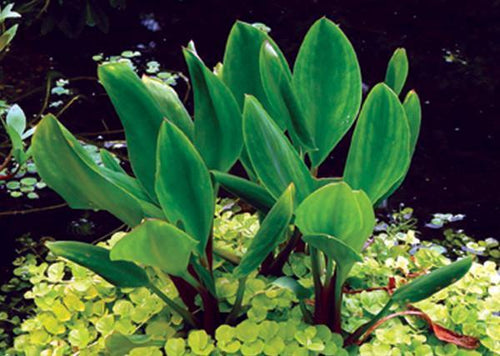 Charleston Aquatic Nurseries Pond Plants Charleston Orontium aquaticum (Golden club)