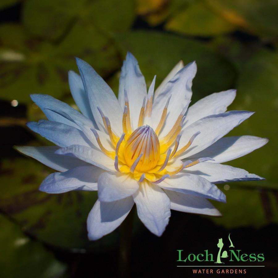 Charleston Aquatic Nurseries Pond Plants Charleston Pamela