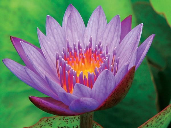 Charleston Aquatic Nurseries Pond Plants Charleston Panama Pacific