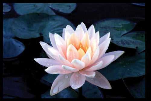 Charleston Aquatic Nurseries Pond Plants Charleston Peach Glow