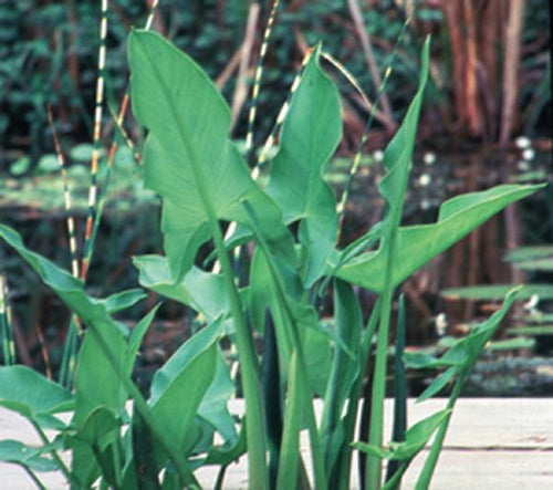 Charleston Aquatic Nurseries Pond Plants Charleston Peltandra virginica (Arrow arrum)