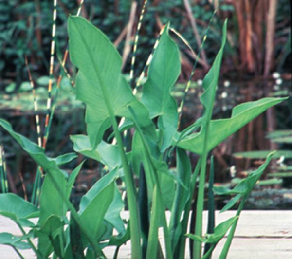 Charleston Aquatic Nurseries Pond Plants Charleston Peltandra virginica (Arrow arrum)