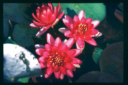 Charleston Aquatic Nurseries Pond Plants Charleston Perry's Baby Red