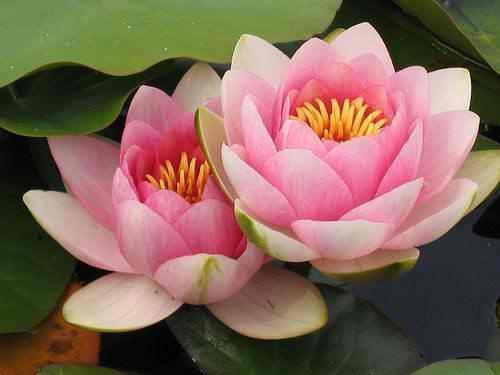 Charleston Aquatic Nurseries Pond Plants Charleston Pink Beauty