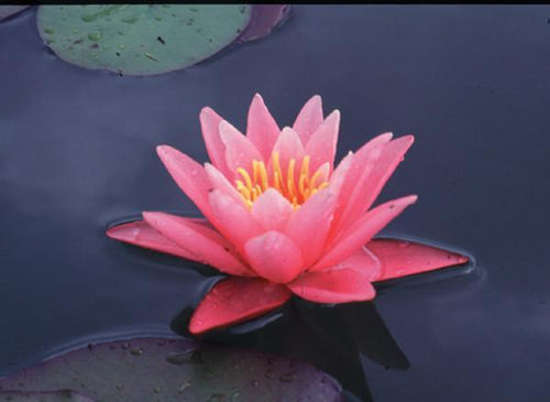 Charleston Aquatic Nurseries Pond Plants Charleston Pink Sensation