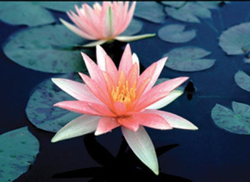 Charleston Aquatic Nurseries Pond Plants Charleston Pink Sparkle