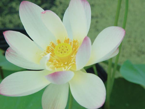 Charleston Aquatic Nurseries Pond Plants Charleston Pink & Yellow - Lotus