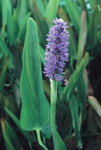 Charleston Aquatic Nurseries Pond Plants Charleston Pontederia cordata (Pickeral weed)