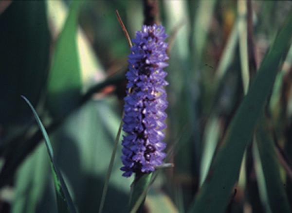 Charleston Aquatic Nurseries Pond Plants Charleston Pontederia dilatata (Royal pickeral)