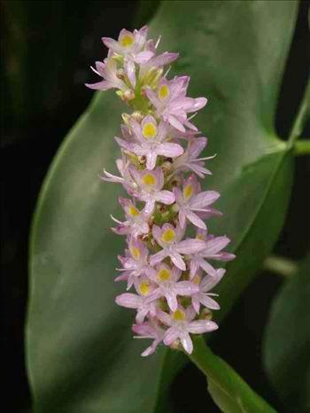 Charleston Aquatic Nurseries Pond Plants Charleston Pontederia Lavender Pink (Lavender pink pickeral)