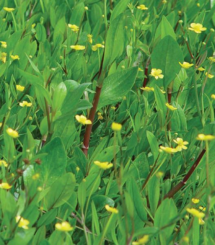 Charleston Aquatic Nurseries Pond Plants Charleston Ranunculus flammula (Miniature spearwort)