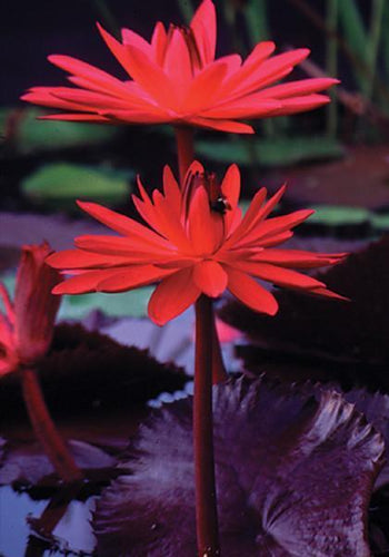 Charleston Aquatic Nurseries Pond Plants Charleston Red Flare