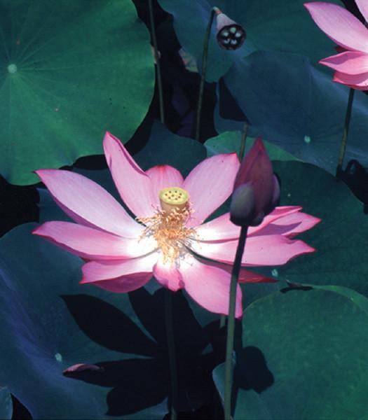 Charleston Aquatic Nurseries Pond Plants Charleston Red Scarf - Lotus
