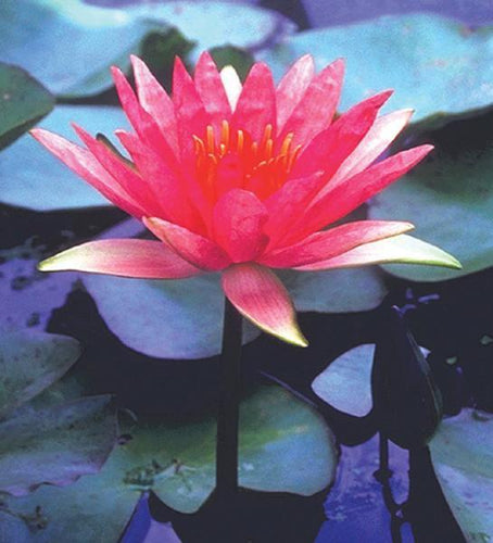 Charleston Aquatic Nurseries Pond Plants Charleston Red Spider