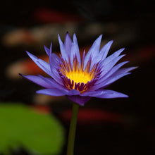 Load image into Gallery viewer, Charleston Aquatic Nurseries Pond Plants Charleston Rhonda Kay