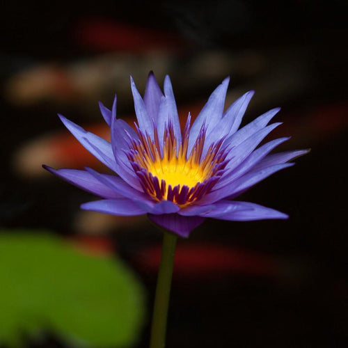 Charleston Aquatic Nurseries Pond Plants Charleston Rhonda Kay