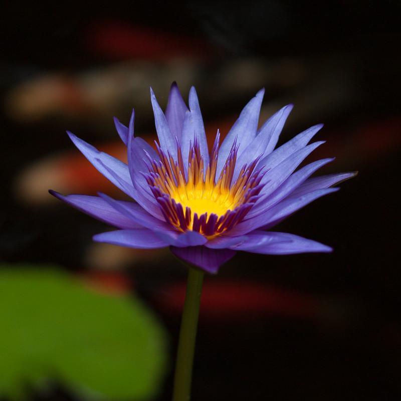 Charleston Aquatic Nurseries Pond Plants Charleston Rhonda Kay