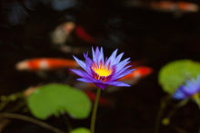Load image into Gallery viewer, Charleston Aquatic Nurseries Pond Plants Charleston Rhonda Kay