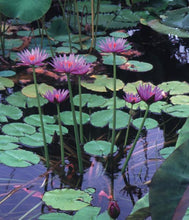 Load image into Gallery viewer, Charleston Aquatic Nurseries Pond Plants Charleston Rhonda Kay