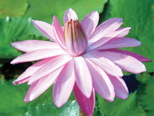 Charleston Rose de Noche