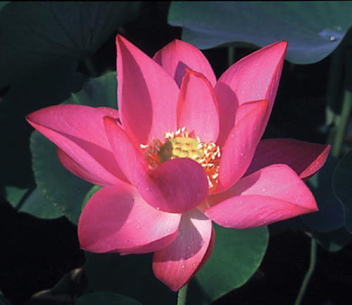 Charleston Aquatic Nurseries Pond Plants Charleston Rosey Clouds - Lotus