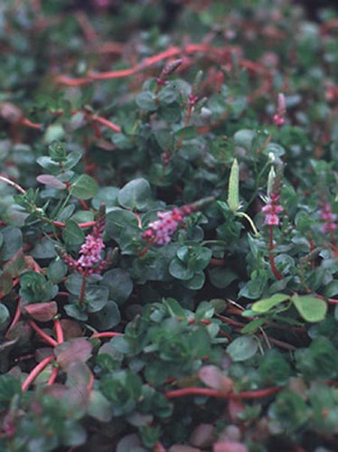 Charleston Aquatic Nurseries Pond Plants Charleston Rotalla indica (Red rotalla)