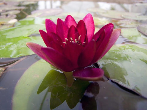 Charleston Aquatic Nurseries Pond Plants Charleston Rubra
