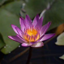 Load image into Gallery viewer, Charleston Aquatic Nurseries Pond Plants Charleston Ruby Red