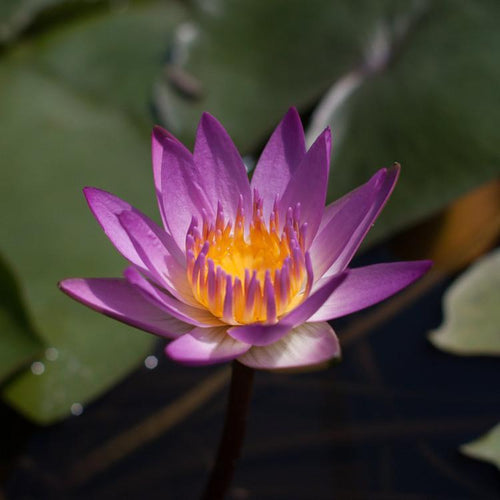 Charleston Aquatic Nurseries Pond Plants Charleston Ruby Red