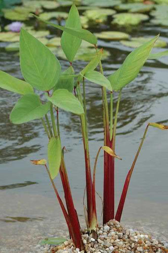 Charleston Aquatic Nurseries Pond Plants Charleston Sagittaria lancifolia form ruminoides (Red stemmed sagittaria)