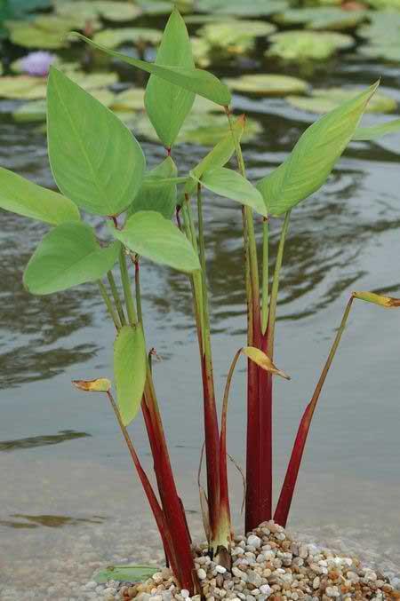 Charleston Aquatic Nurseries Pond Plants Charleston Sagittaria lancifolia form ruminoides (Red stemmed sagittaria)