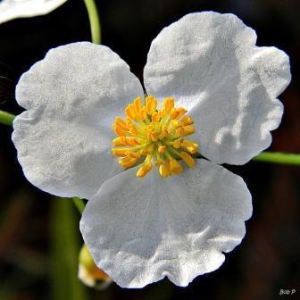 Charleston Aquatic Nurseries Pond Plants Charleston Sagittaria lancifolia (Lance-Leaved Arrowhead)