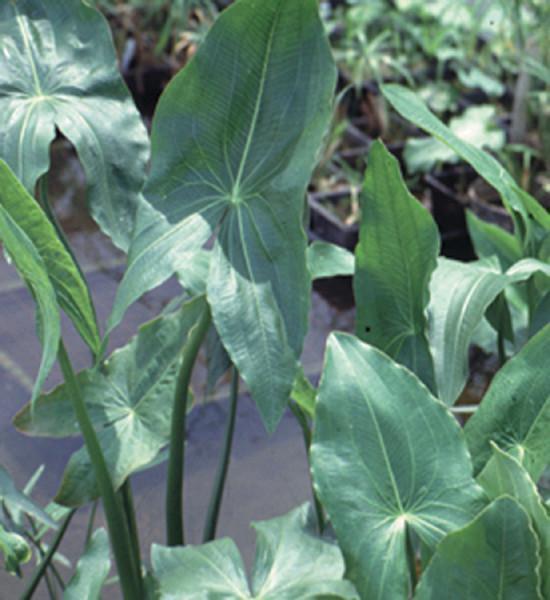 Charleston Aquatic Nurseries Pond Plants Charleston Sagittaria latifolia (Arrowhead)