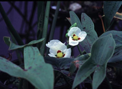 Charleston Aquatic Nurseries Pond Plants Charleston Sagittaria montevidensis (Aztec arrowhead)