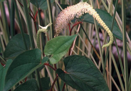 Charleston Aquatic Nurseries Pond Plants Charleston Saururus cernuus (Lizard's tail)