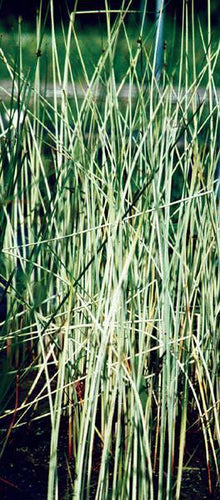 Charleston Aquatic Nurseries Pond Plants Charleston Scirpus lacustris spp. taber. Albescens (White bullrush)