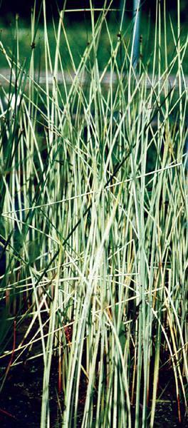 Charleston Aquatic Nurseries Pond Plants Charleston Scirpus lacustris spp. taber. Albescens (White bullrush)