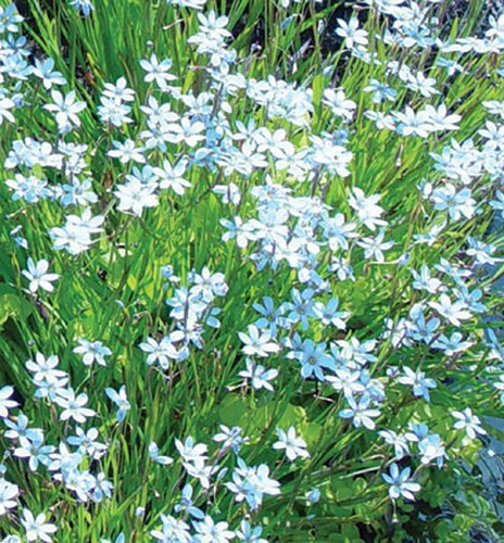 Charleston Aquatic Nurseries Pond Plants Charleston Sisyrinchium angustifolia (Blue eyed grass)