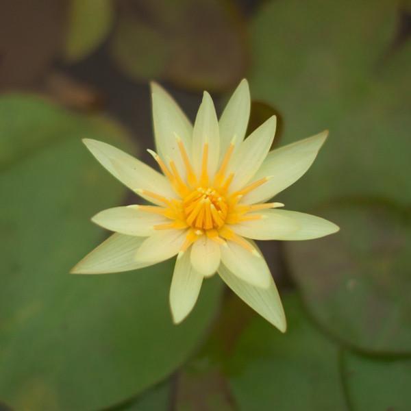 Charleston Aquatic Nurseries Pond Plants Charleston St. Louis Gold