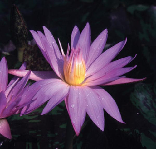 Charleston Aquatic Nurseries Pond Plants Charleston Star of Siam