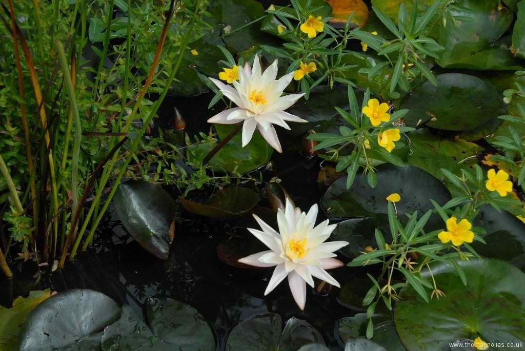 Charleston Aquatic Nurseries Pond Plants Charleston Starbright
